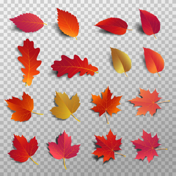 Autumn leaf pack. Realistic leave fall with shadow. Maple leaf for decorate promotion banner and printing design. Vector illustration. Autumn leaf pack. Realistic leave fall with shadow. Maple leaf for decorate promotion banner and printing design. Vector illustration. goodbye stock illustrations