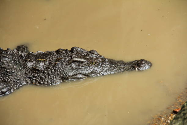 istock Siamese Crocodile (Crocodylus siamensis) floating in still water 1043797844
