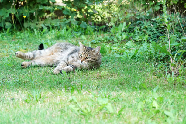istock Cat Lightened In The Garden With Studio 1043801522
