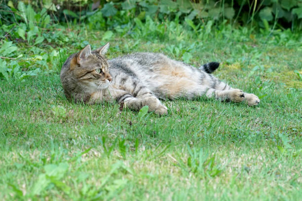 istock Cat Lightened In The Garden With Studio 1043801680