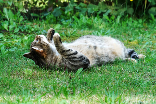 istock Cat Lightened In The Garden With Studio 1043801684