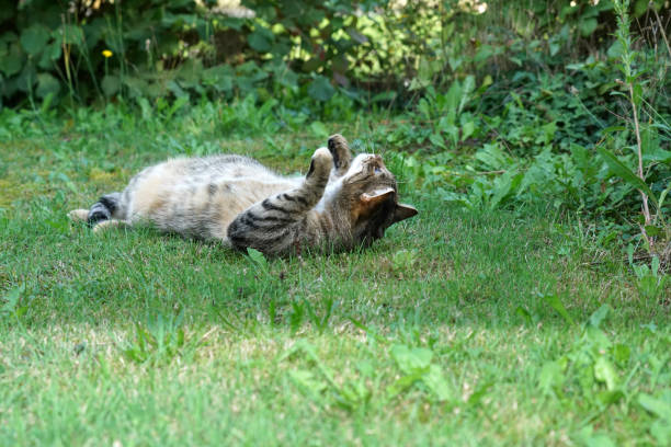 istock Cat Lightened In The Garden With Studio 1043802298