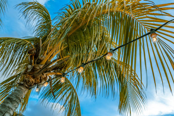 String of light bulbs under a palm tree Beach party in Curacao with a string of light bulbs under a palm tree. willemstad stock pictures, royalty-free photos & images