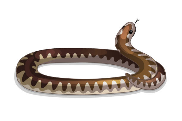 illustrations, cliparts, dessins animés et icônes de vector cartoon clipart animaux - snake adder viper reptile