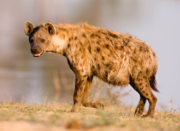 Close shot of a hyena standing Taken in the Okavango, Botswana hyena stock pictures, royalty-free photos & images