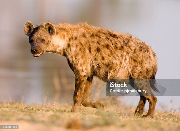 Close Shot Of A Hyena Standing Stock Photo - Download Image Now - Hyena, Africa, African Culture
