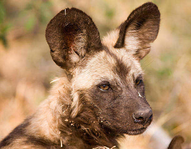 istock African Wild Dog Portrait 104381317