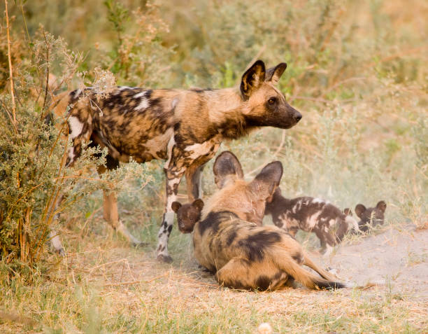 istock Wild Dogs with young pups 104381389