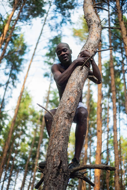 mâle noir avec sans chemise grimpe un arbre - sportsman tree people recreational pursuit photos et images de collection