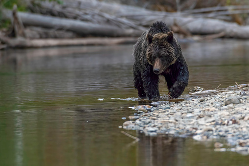Grizzly bear on a river walking and hunting salmon Bella Coola British Columbia Canada