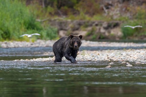 Grizzly bear on a river walking and hunting salmon Bella Coola British Columbia Canada