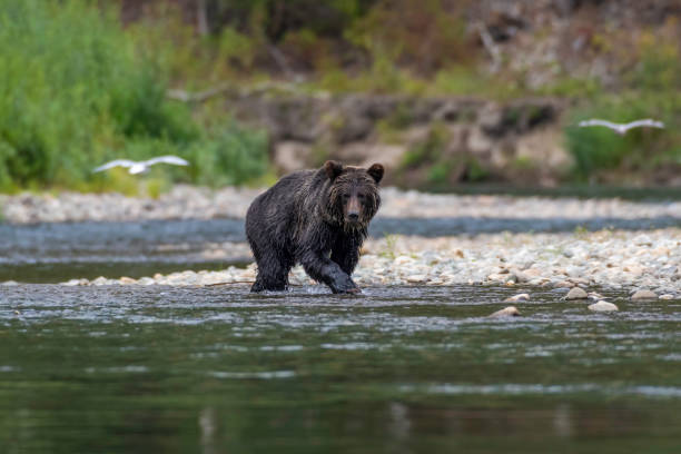 Grizzly bear Grizzly bear on a river walking and hunting salmon Bella Coola British Columbia Canada plush bear stock pictures, royalty-free photos & images