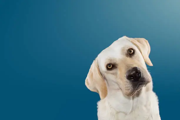 DOG THINKING AND TILTING THE HEAD SIDE AND LOOKING AT CAMERA. ISOLATED AGAINST BLUE COLORED BACKGROUND.