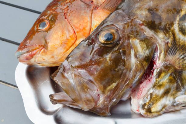 istock Ballan wrasse and St Pierre on a pewter dish 1043824884