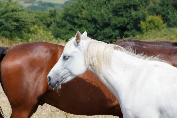 istock Two horses in a field 1043825178