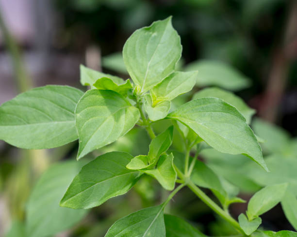istock Fresh organic basilic leaves in garden. 1043829404