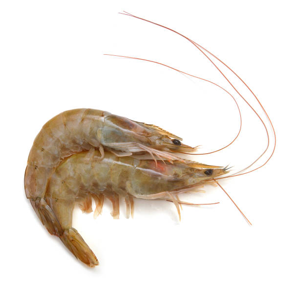 istock Raw shrimp isolated on white background 1043832656