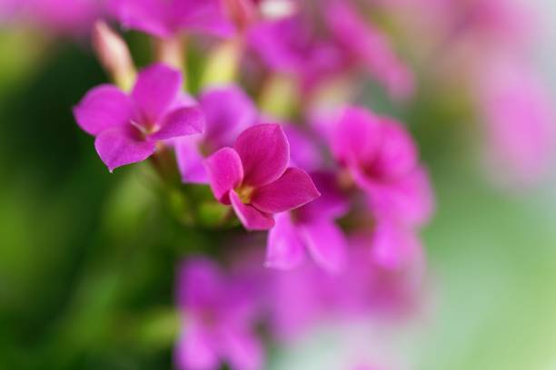 istock Pink flaming Katy (Kalanchoe blossfeldiana) 1043840264
