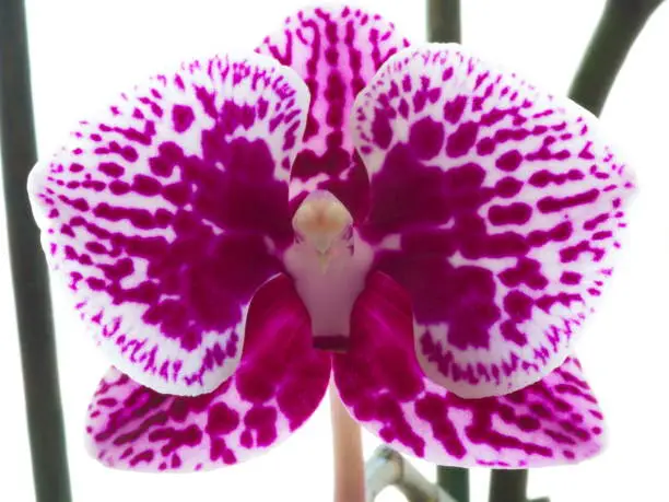 Phalaenopsis orkide. close up in nature. orchid flower background