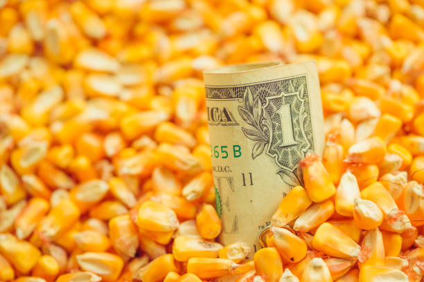 istock One US dollar bill in harvested corn kernels heap 1043840356