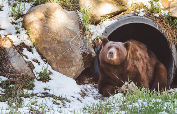 istock Brown bear laying down in tube. 1043840404