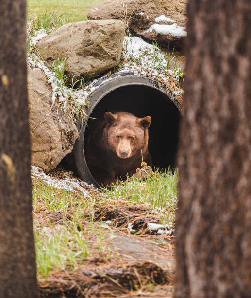 istock Brown bear laying down in tube. 1043840454