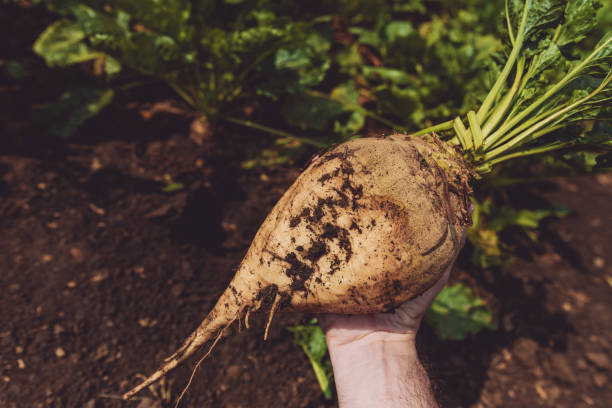 farmer holding extracted organically grown sugar beet - sugar beet beet field vegetable imagens e fotografias de stock