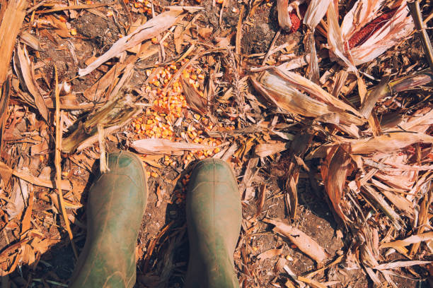 Legs and boots in straw and mud, festival.