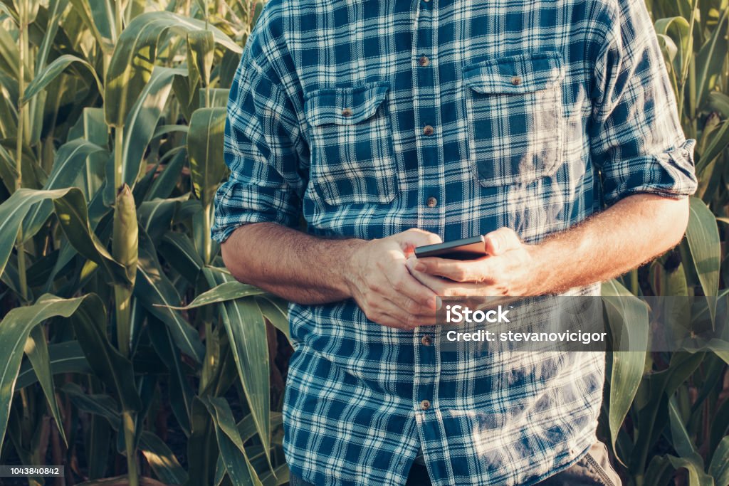 Agriculteur à l’aide de smartphone dans le champ de maïs - Photo de Agriculteur libre de droits