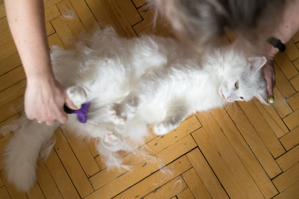 Woman holding cat's head, petting him