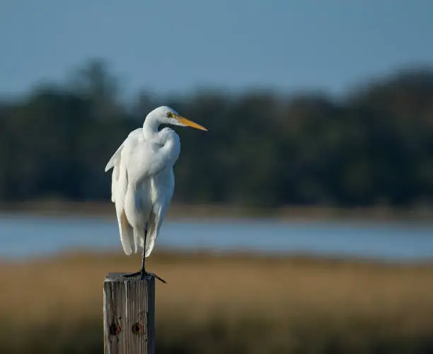 A Great Egret rests on a piling in coastal Florida