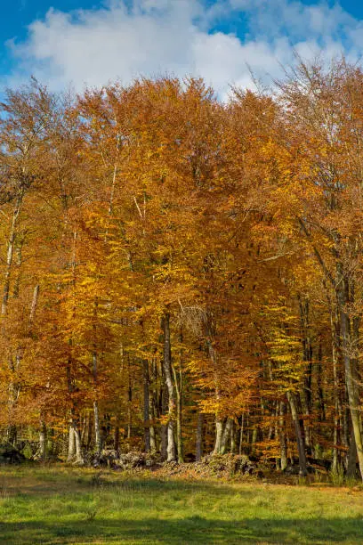 Photo of Famous beech forest in Spain, near the village Olot, near the volcanoes ambient La Fageda