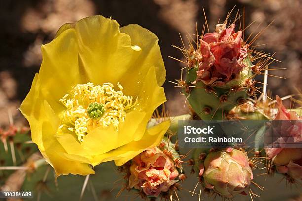 Cactus Chumbera Flor Foto de stock y más banco de imágenes de Aguja - Parte de planta - Aguja - Parte de planta, Amarillo - Color, Brote