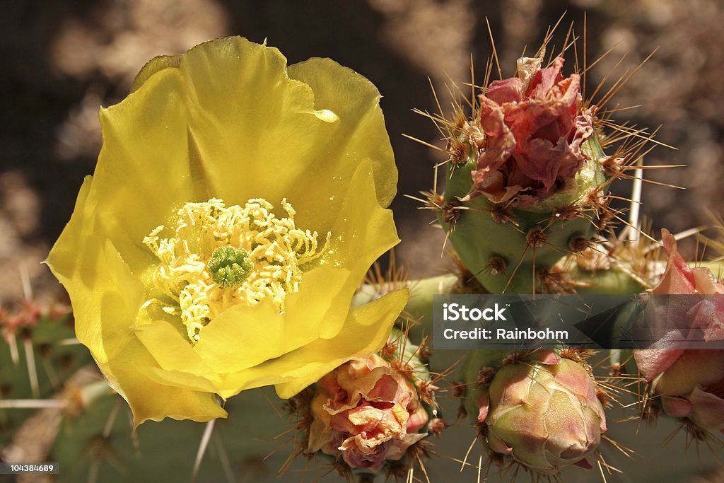 Fleur de figuier de Barbarie - Photo de Aiguille - Partie d'une plante libre de droits