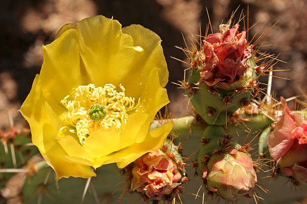 prickly pear cactus blossom  sonoran desert cactus prickly pear cactus single flower stock pictures, royalty-free photos & images