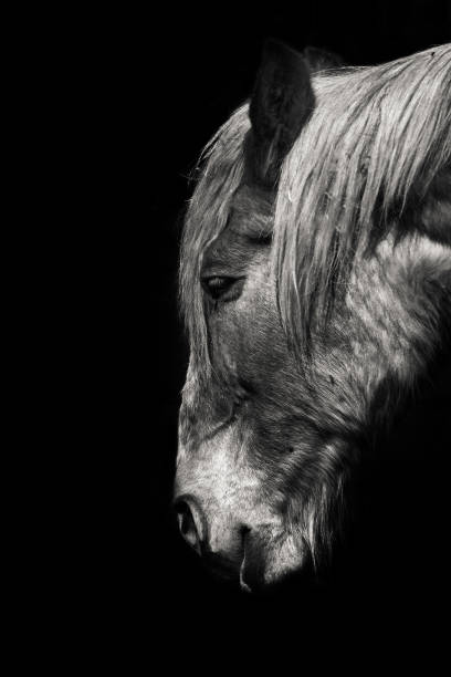 istock Portrait of farm animals 1043854852
