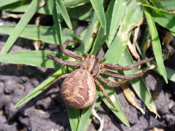 istock spider in the back garden. 1043855038