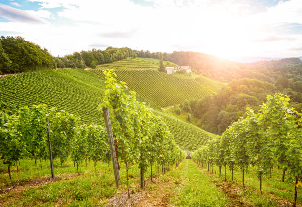 weinberge an der south steirische weinstraße im herbst, österreich europa - veneto stock-fotos und bilder