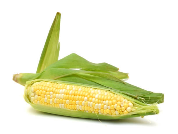 istock fresh corn fruits with green leaves isolated on white background 1043861682