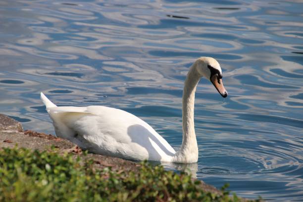 istock Swan bird in blue reflecting water and green grass waterfront. 1043868726