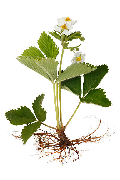 istock Strawberry plants with flowers 104387278