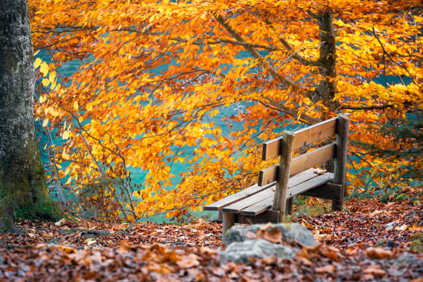 Wooden bench placed on the Alpsee lakeshore, surrounded by trees with yellow leaves, on a sunny day of autumn, in Fussen, Germany.