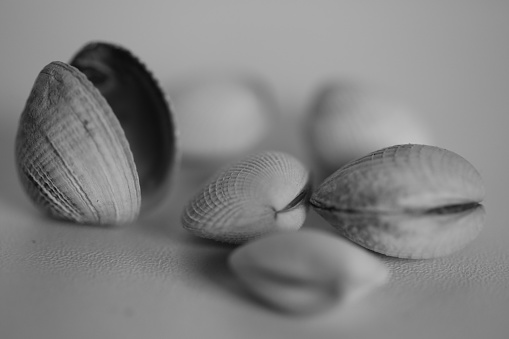A group of open and closed shells.  Blackand white image.