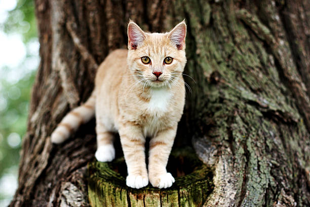 chat - bark textured close up tree photos et images de collection