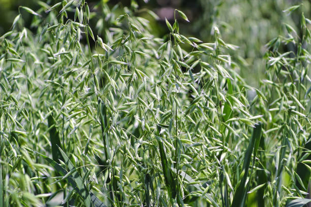 commune avoine, avena sativa, encore immature, bavière, allemagne, europe - sweet grass photos photos et images de collection