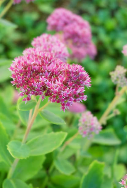istock Decorative plant Sedum 1043878620