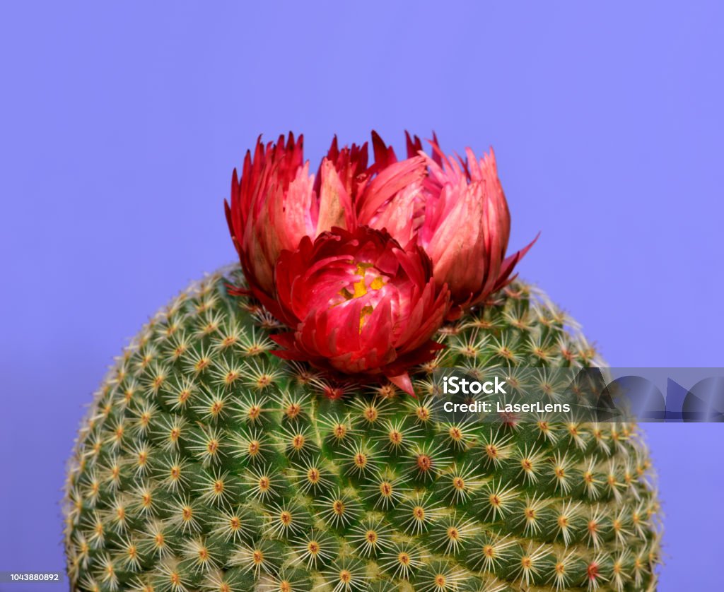 Foto de Closeup De Um Cacto Redondo Com Flor Vermelha Isolado Em Fundo Roxo  e mais fotos de stock de Afiado - iStock