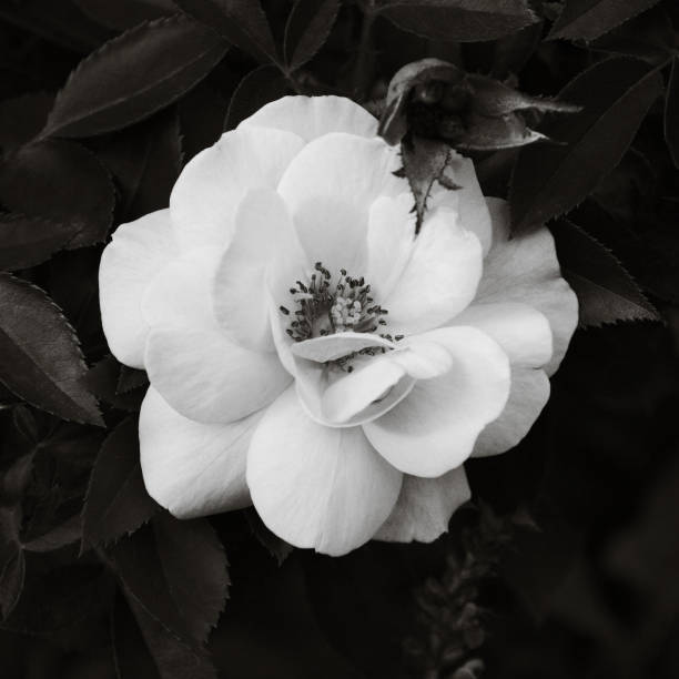 istock Rose Blossom in Monochrome 1043889180