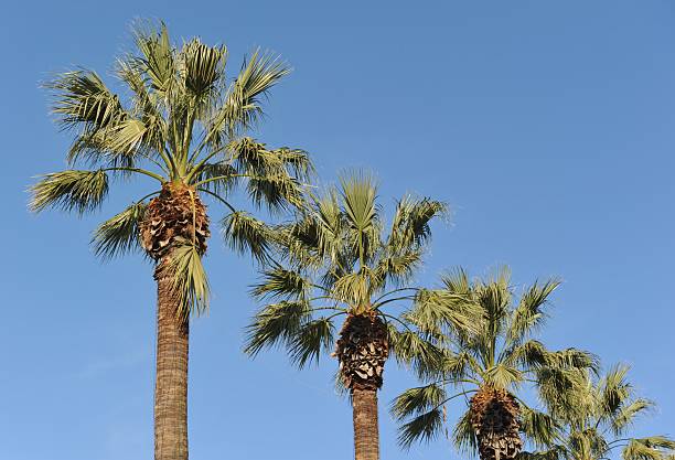 Palm trees stock photo