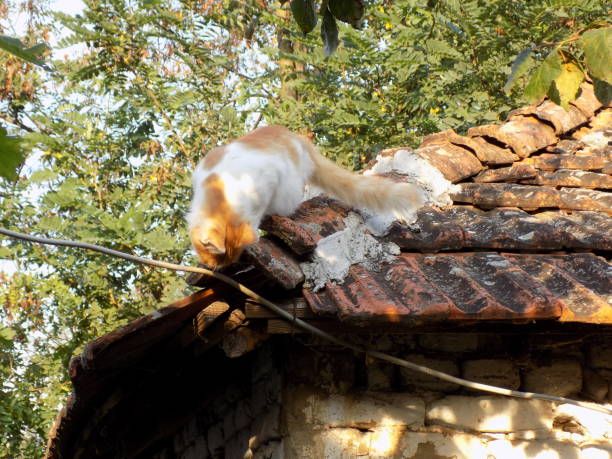 istock Fanny adorable cat search something under the old roof 1043893538